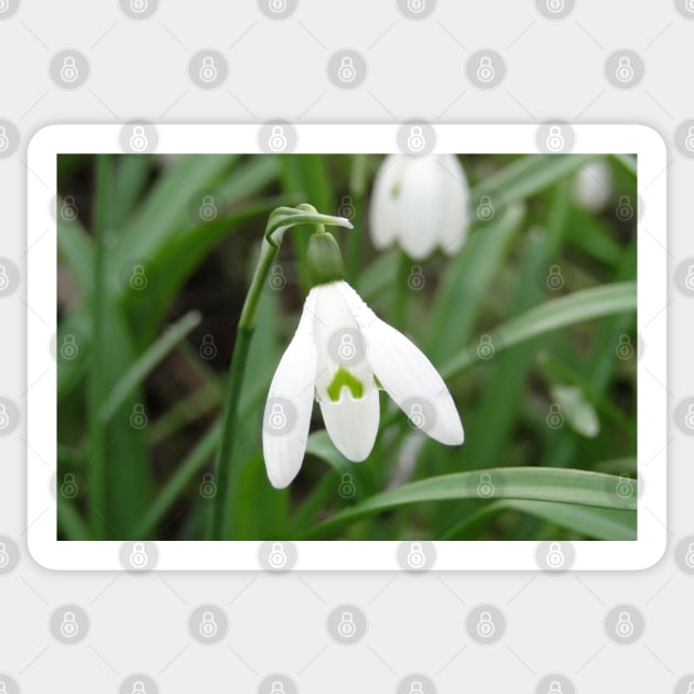 The March Snowdrop Sticker by AH64D